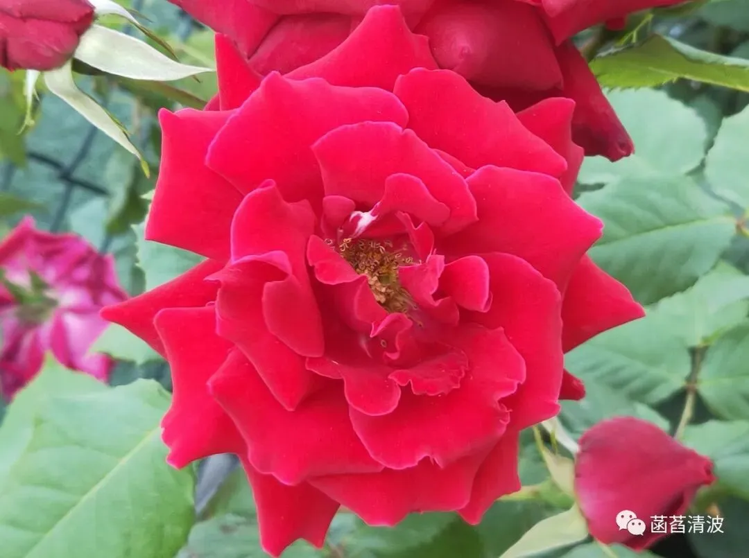 中考课内古体诗歌赏析资料(第八部分) 第1张