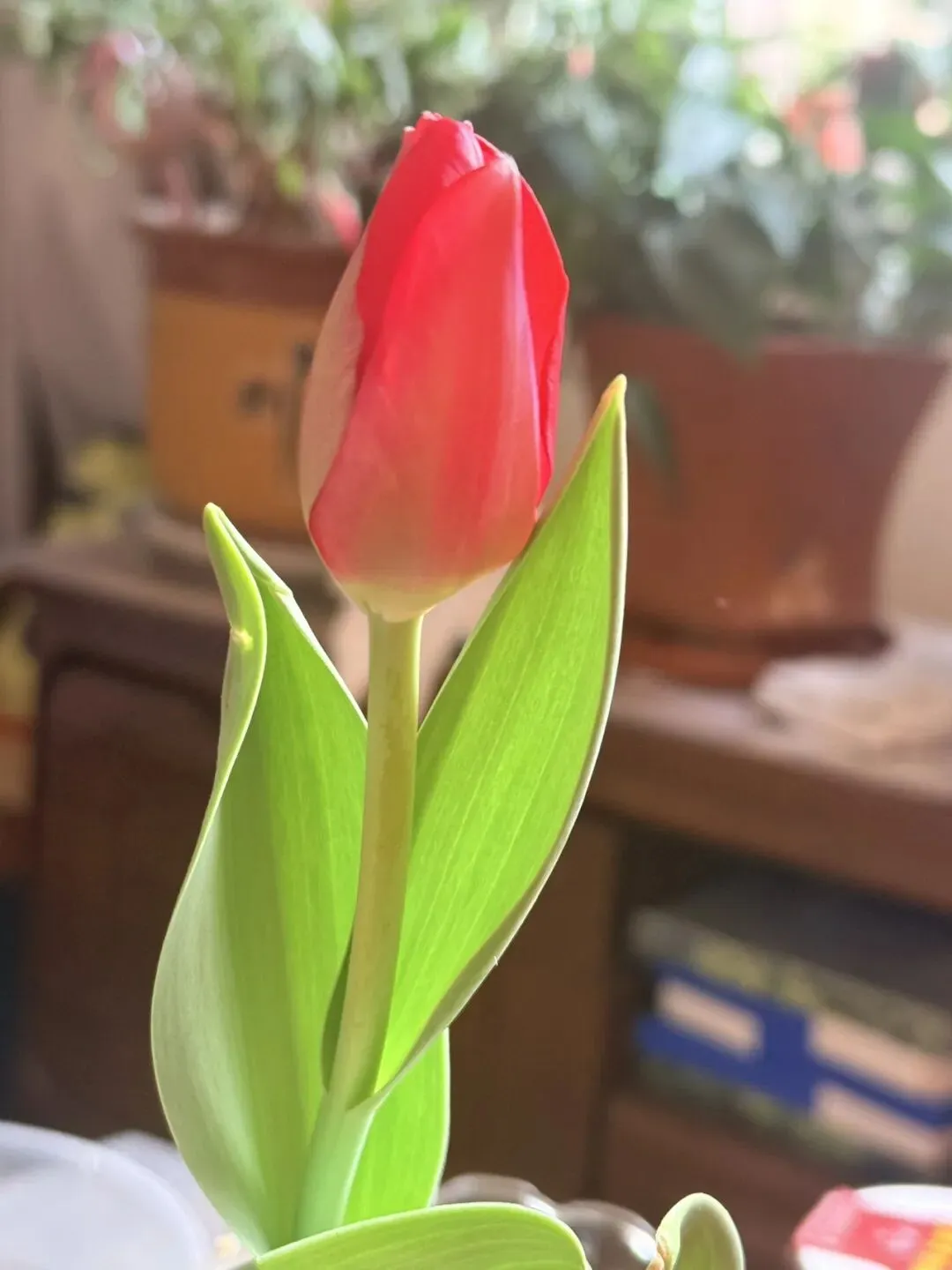 备战中考,初中生年后如何调整学习状态? 第1张