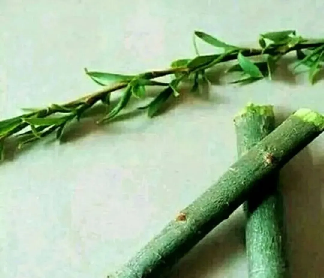 【中考阅读指导】苦香的,柳笛声声(牛汉)黑龙江齐齐哈尔2025 第4张