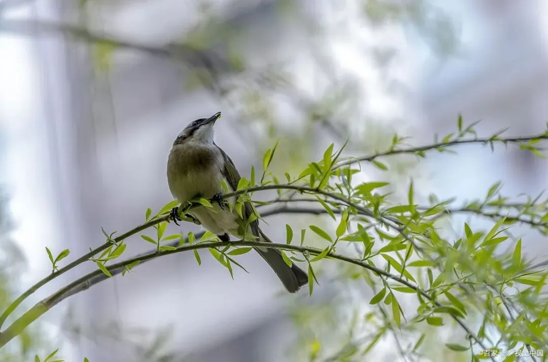 【中考阅读指导】苦香的,柳笛声声(牛汉)黑龙江齐齐哈尔2025 第8张