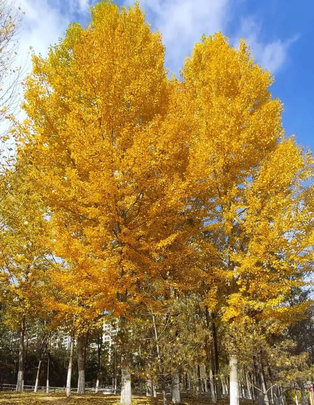 中考作文 发现身边美 第2张