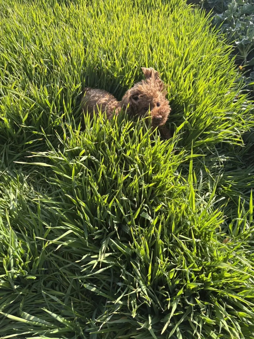 女儿中考倒计时118天—又是充实的一天 第4张