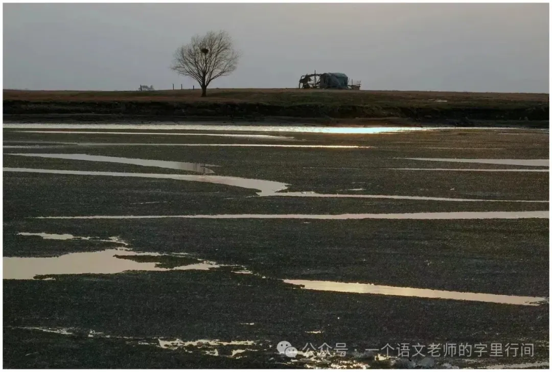 万唯中考(陕西教辅)︱《野树》 第1张