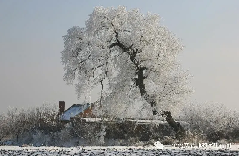万唯中考(陕西教辅)︱《野树》 第3张