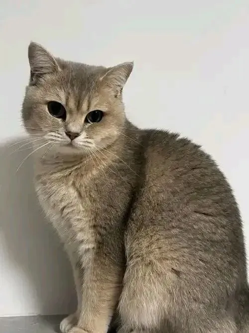 中考名著阅读复习策略 第5张