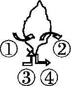 适配甘肃:简单一百中考生物综合验收试题精讲1 第28张
