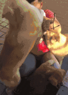 男孩儿中考失利一个人偷偷哭,家里的三只狗子看到后一秒被治愈! 第2张