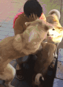 男孩儿中考失利一个人偷偷哭,家里的三只狗子看到后一秒被治愈! 第3张