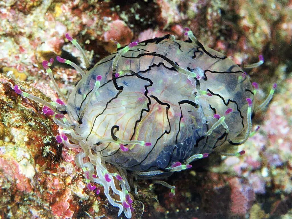 《西游记》中考模拟题(选择题) 第1张 《西游记》中考模拟题(选择题) 第1张