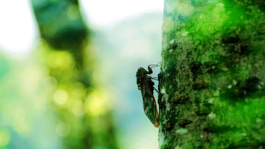 中考作文高分技巧 | 10篇满分作文教会你写题记 第38张 中考作文高分技巧 | 10篇满分作文教会你写题记 第38张