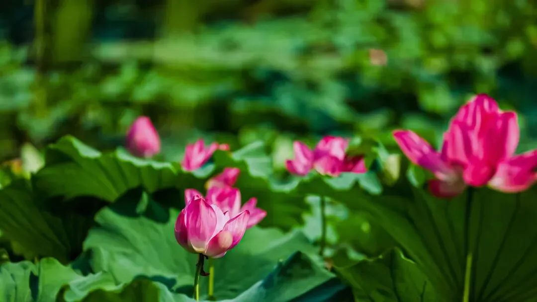 中考作文高分技巧 | 10篇满分作文教会你写题记 第41张 中考作文高分技巧 | 10篇满分作文教会你写题记 第41张