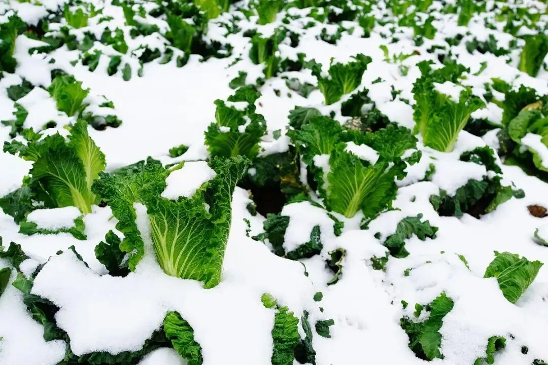 【中考阅读指导】雪落菘叶(高方) 第3张 【中考阅读指导】雪落菘叶(高方) 第3张