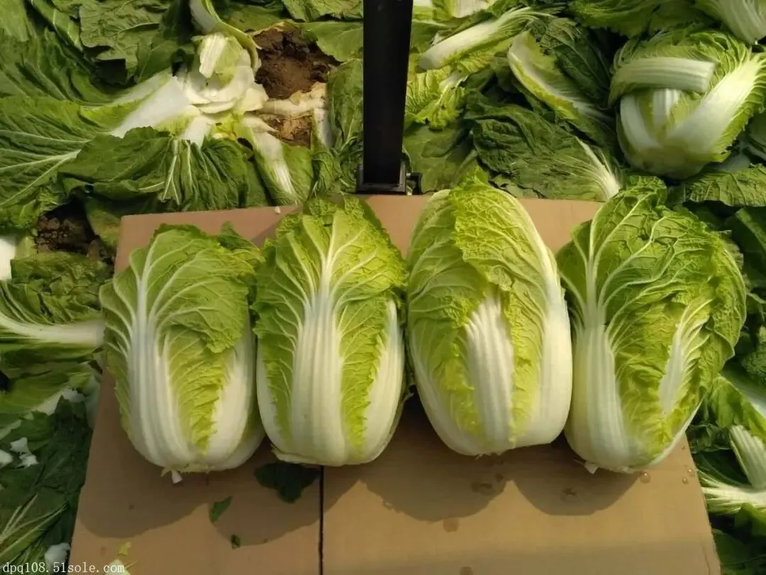 【中考阅读指导】雪落菘叶(高方) 第4张 【中考阅读指导】雪落菘叶(高方) 第4张