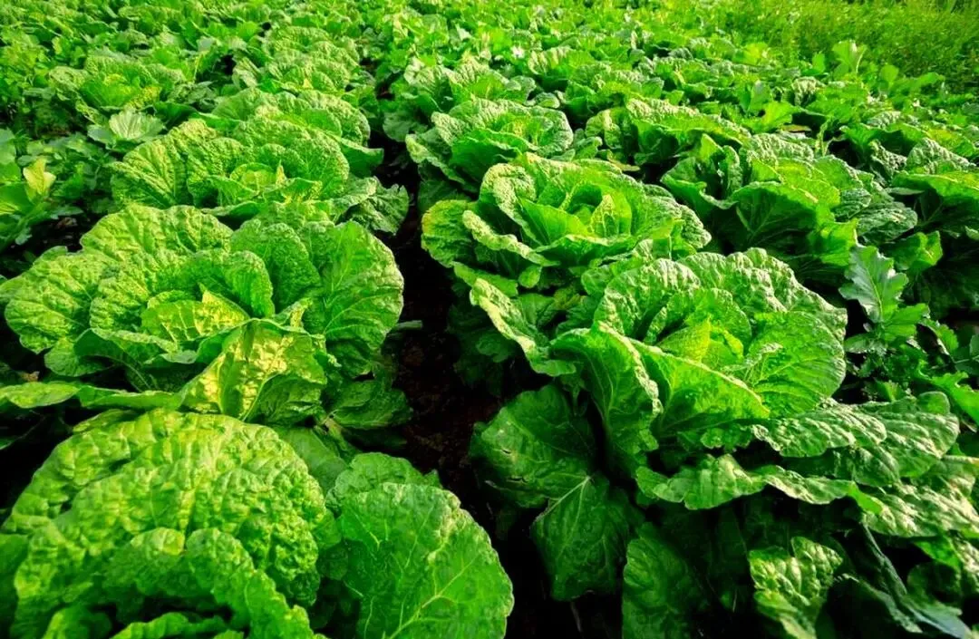 【中考阅读指导】雪落菘叶(高方) 第6张 【中考阅读指导】雪落菘叶(高方) 第6张