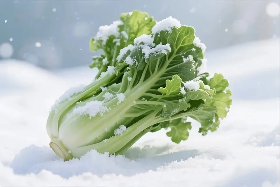 【中考阅读指导】雪落菘叶(高方) 第7张 【中考阅读指导】雪落菘叶(高方) 第7张