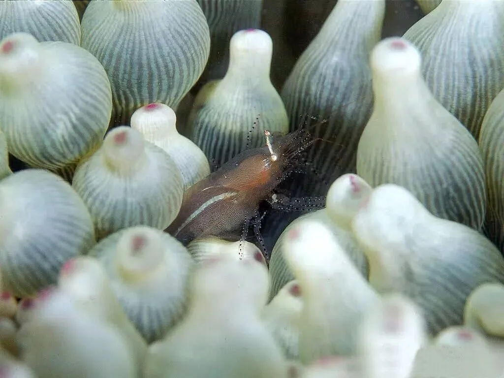 《西游记》中考模拟题(填空题) 第1张 《西游记》中考模拟题(填空题) 第1张