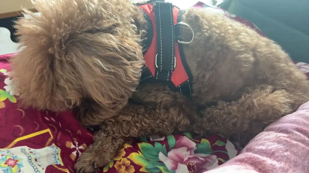 女儿中考倒计时115天—我的血脂复查结果依然不尽人意 第3张 女儿中考倒计时115天—我的血脂复查结果依然不尽人意 第3张