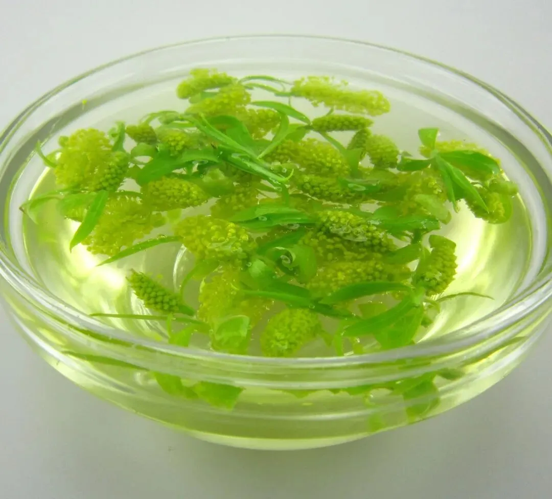 【中考阅读指导】柳芽茶(杨丽琴) 第11张 【中考阅读指导】柳芽茶(杨丽琴) 第11张