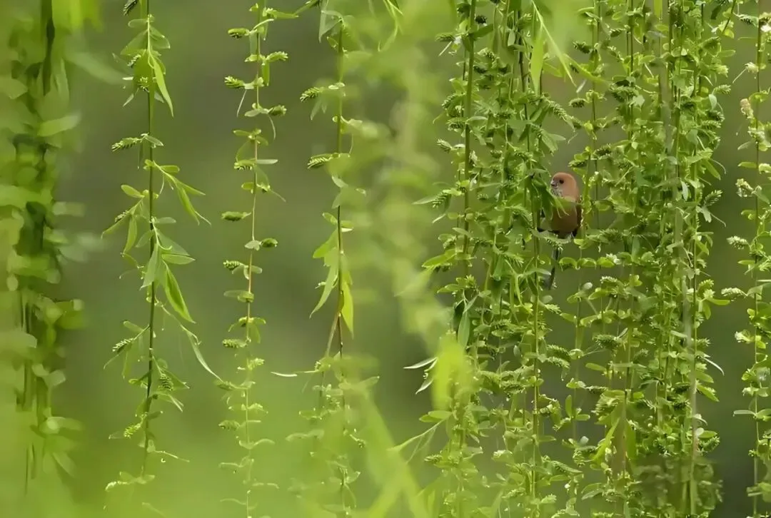 【中考阅读指导】柳芽茶(杨丽琴) 第12张 【中考阅读指导】柳芽茶(杨丽琴) 第12张