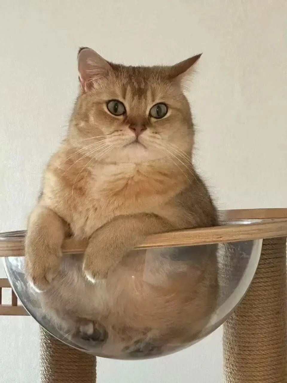 八下 U1 单词课:新词学习+中考高频词巩固 第1张 八下 U1 单词课:新词学习+中考高频词巩固 第1张