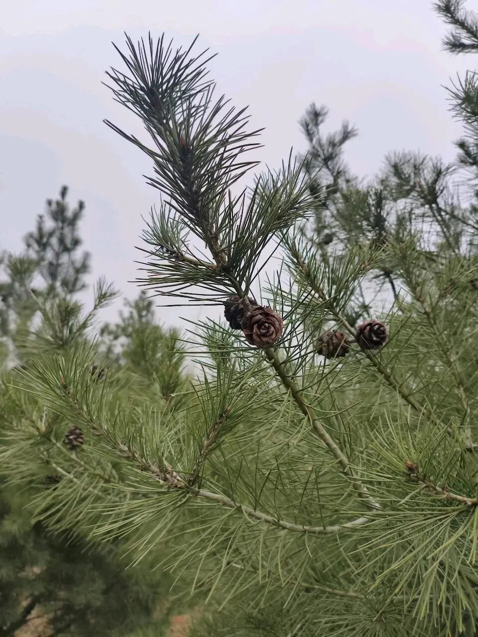 2026年中考作文素材积累及运用指南(主题聚焦:责任担当) 第3张 2026年中考作文素材积累及运用指南(主题聚焦:责任担当) 第3张