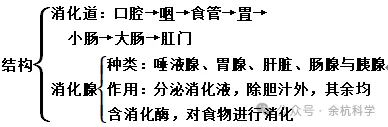 【中考复习】生物专题知识点⑥: 人体的物质和能量转换 第7张 【中考复习】生物专题知识点⑥: 人体的物质和能量转换 第7张