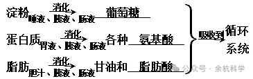 【中考复习】生物专题知识点⑥: 人体的物质和能量转换 第8张 【中考复习】生物专题知识点⑥: 人体的物质和能量转换 第8张
