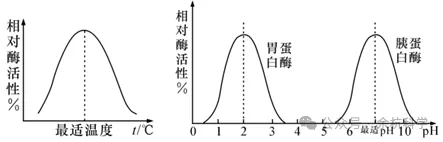 【中考复习】生物专题知识点⑥: 人体的物质和能量转换 第9张 【中考复习】生物专题知识点⑥: 人体的物质和能量转换 第9张