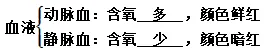 【中考复习】生物专题知识点⑥: 人体的物质和能量转换 第15张 【中考复习】生物专题知识点⑥: 人体的物质和能量转换 第15张