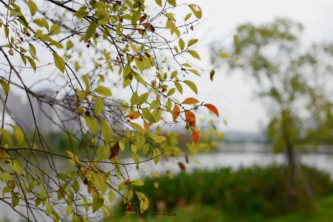 中考作文12大主题押题+高分范文,建议收藏备用! 第2张 中考作文12大主题押题+高分范文,建议收藏备用! 第2张