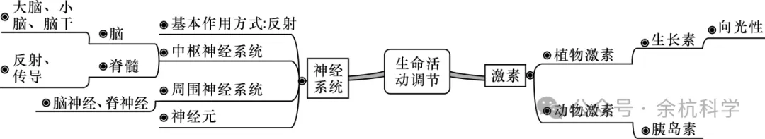 【中考复习】生物专题知识点⑦:生命活动的调节 第5张