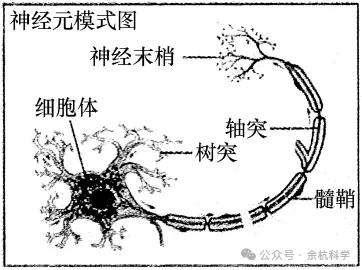 【中考复习】生物专题知识点⑦:生命活动的调节 第7张