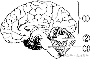【中考复习】生物专题知识点⑦:生命活动的调节 第8张