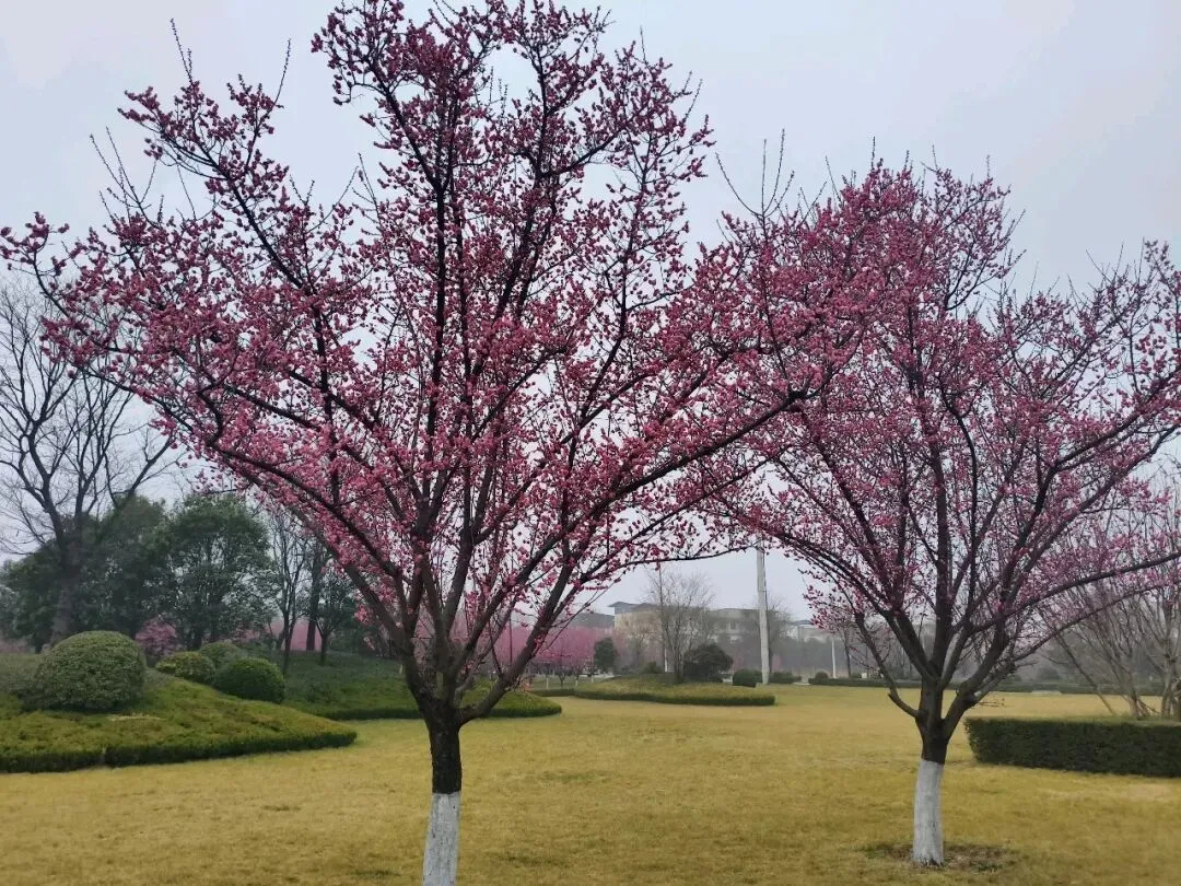 2026年中考作文素材积累及运用指南(主题聚焦:自我认同) 第1张