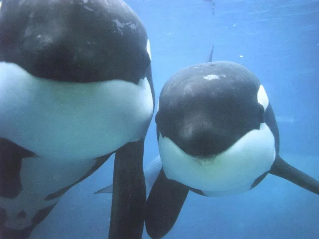 《心事》(2004年江苏苏州中考作文题解) 第1张