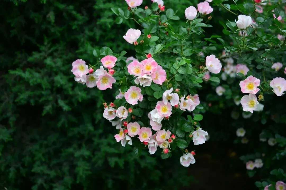 独家中考写作指导与积累 | 用节气智慧启迪成长 第6张 独家中考写作指导与积累 | 用节气智慧启迪成长 第6张