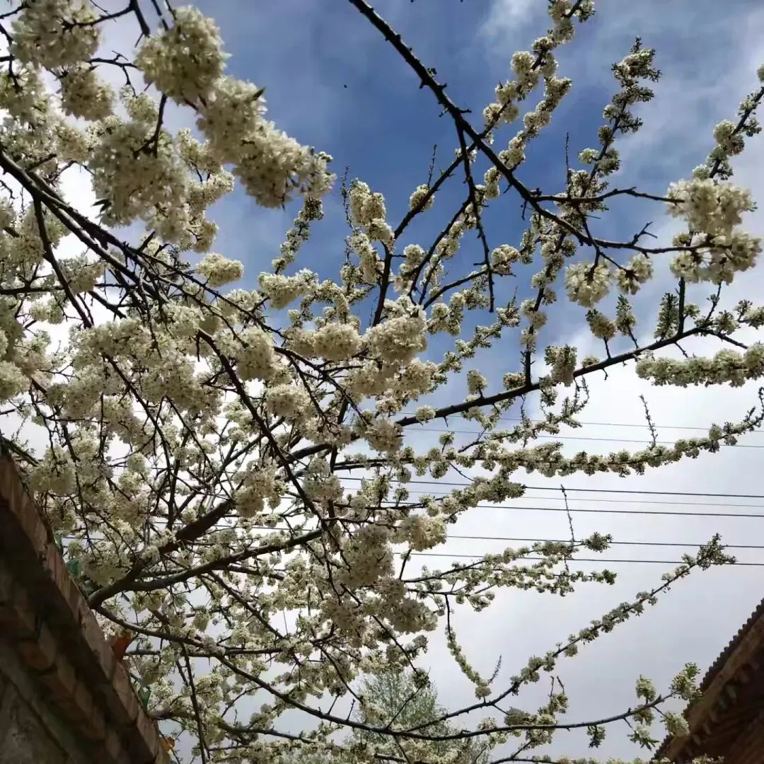 中考作文 幸福 第1张