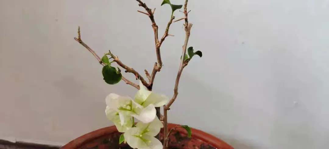 中考作文 幸福 第2张