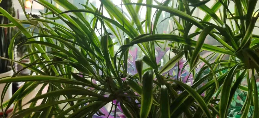 中考作文 幸福 第5张