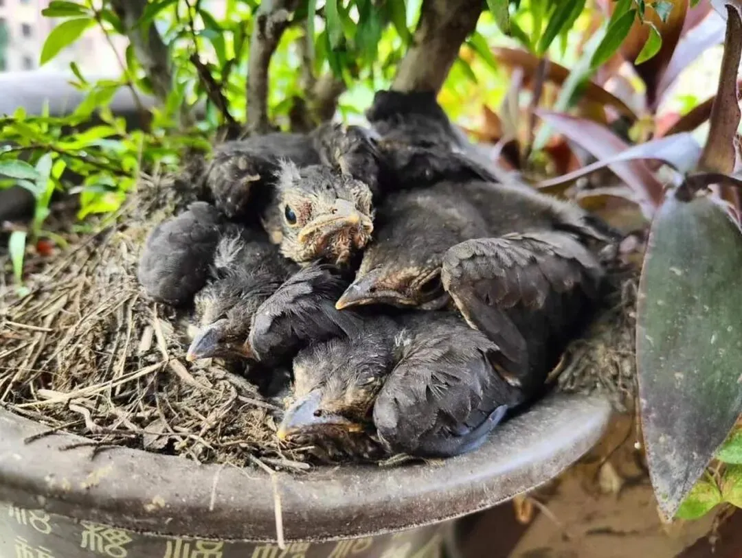 【中考阅读指导】“十姐妹”出走(梁晓声)甘肃武威2025 第5张