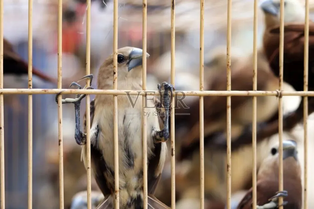 【中考阅读指导】“十姐妹”出走(梁晓声)甘肃武威2025 第6张