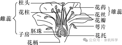 【中考复习】生物专题知识点⑧:生物的生殖和发育 第6张