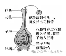 【中考复习】生物专题知识点⑧:生物的生殖和发育 第8张