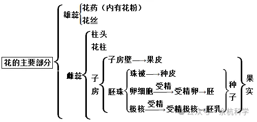 【中考复习】生物专题知识点⑧:生物的生殖和发育 第9张