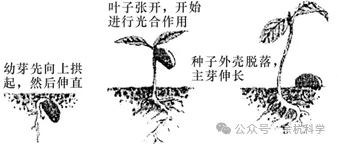 【中考复习】生物专题知识点⑧:生物的生殖和发育 第10张