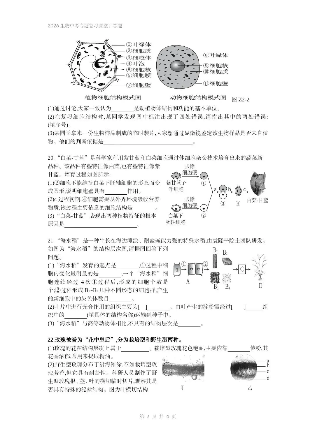 2026生物中考专题复习课堂训练题共7个专题word文档已经做好 专题一生物体的结构层次 部分截图 第4张