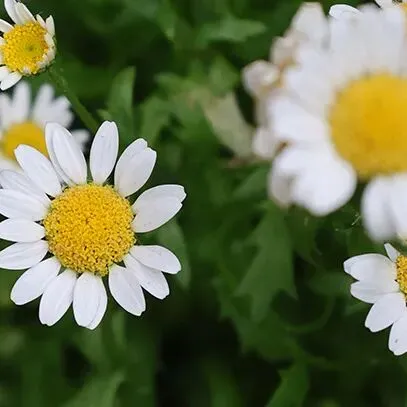 教学教研|中考作文破题“三招”说课稿 第2张