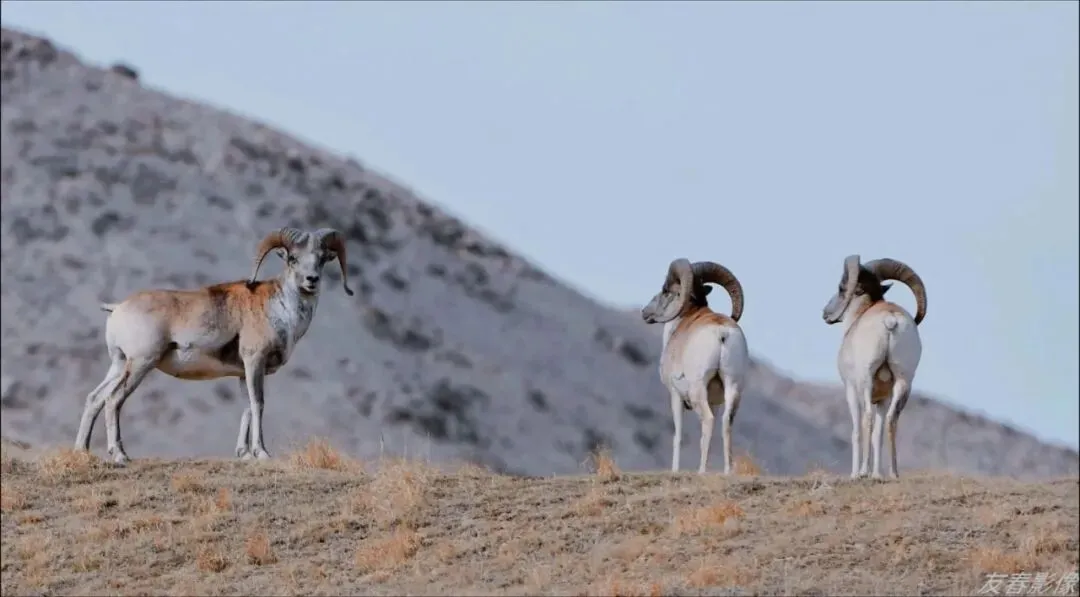 【中考阅读指导】秋至祁连山(朝颜)四川南充2025 第4张