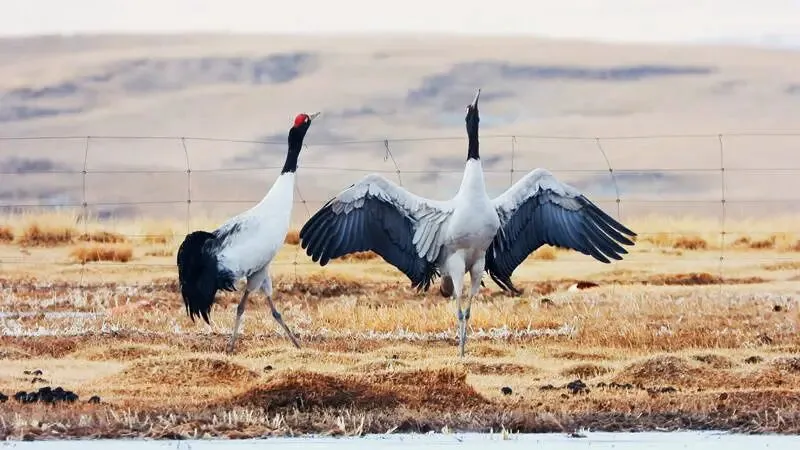 【中考阅读指导】秋至祁连山(朝颜)四川南充2025 第5张