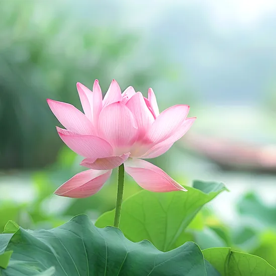 南外仙林宿迁分校介绍/历届中考分析/班级划分类型 第7张